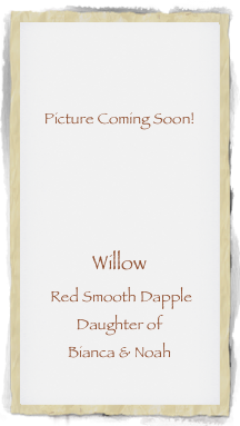 


Picture Coming Soon!




Willow 
 Red Smooth Dapple
Daughter of 
Bianca & Noah