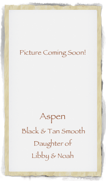 


Picture Coming Soon!




Aspen 
 Black & Tan Smooth
Daughter of 
Libby & Noah