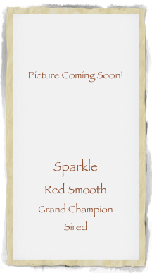 


Picture Coming Soon!




Sparkle 
Red Smooth
Grand Champion
Sired