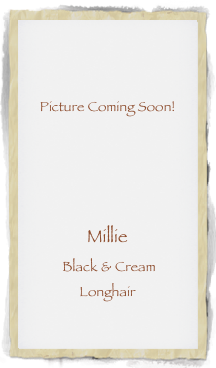 


Picture Coming Soon!




Millie 
 Black & Cream 
Longhair
