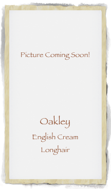 


Picture Coming Soon!




Oakley 
English Cream 
Longhair
