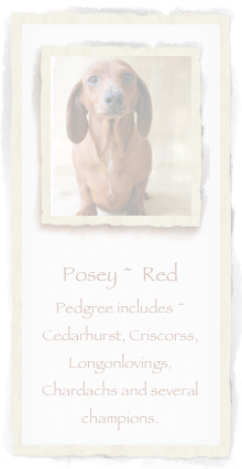 ￼

Posey ~  Red
Pedgree includes ~ Cedarhurst, Criscorss, Longonlovings, Chardachs and several champions.