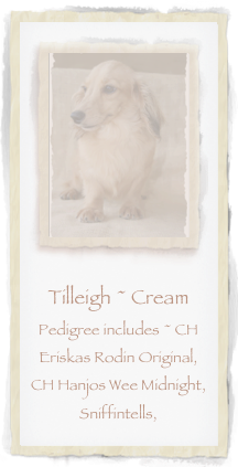 ￼

Tilleigh ~ Cream 
Pedigree includes ~ CH Eriskas Rodin Original, CH Hanjos Wee Midnight, Sniffintells, 