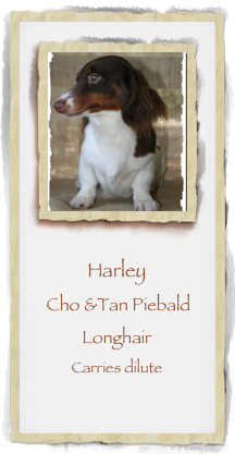 ￼

Harley 
 Cho &Tan Piebald
Longhair
Carries dilute
