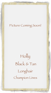 


Picture Coming Soon!




Holly 
 Black & Tan 
Longhair
Champion Lines