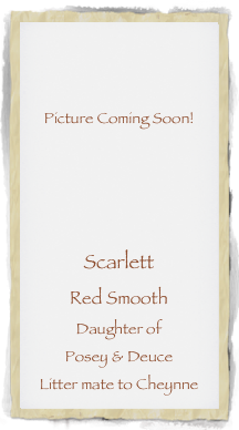 


Picture Coming Soon!




Scarlett
Red Smooth
Daughter of 
Posey & Deuce
Litter mate to Cheynne