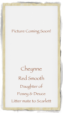 


Picture Coming Soon!




Cheynne
Red Smooth
Daughter of 
Posey & Deuce
Litter mate to Scarlett