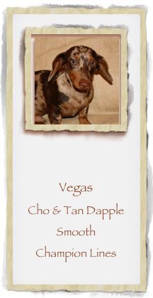 ￼


Vegas
Cho & Tan Dapple Smooth 
Champion Lines