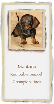 ￼


Montana
Red Sable Smooth Champion Lines
