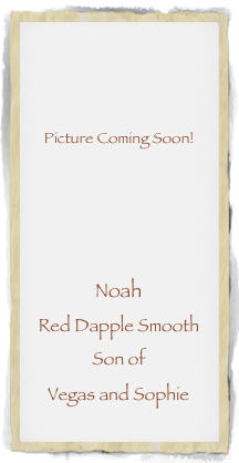 



Picture Coming Soon!





Noah
Red Dapple Smooth
Son of
Vegas and Sophie 