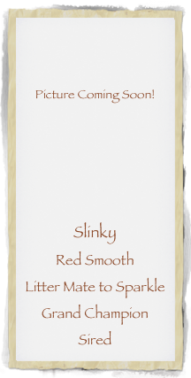 


Picture Coming Soon!





Slinky 
Red Smooth
Litter Mate to Sparkle
Grand Champion
Sired