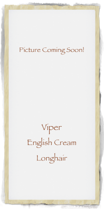 


Picture Coming Soon!






Viper
English Cream 
Longhair 